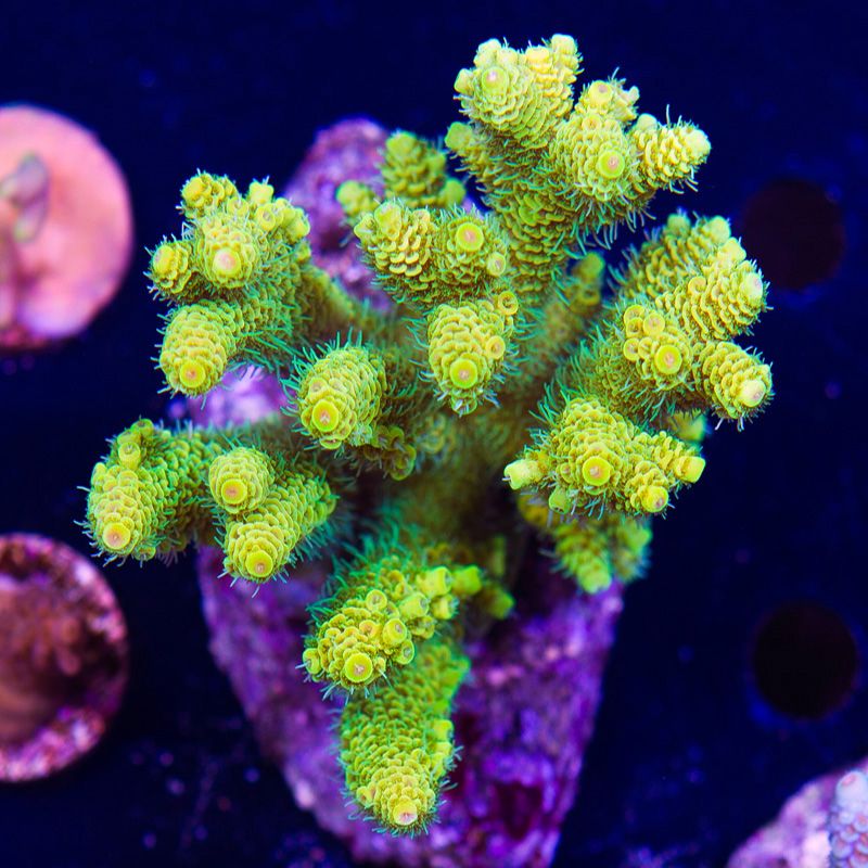 newcoral1425b - 85+ New WYSIWYG Acros at Cherry Corals!